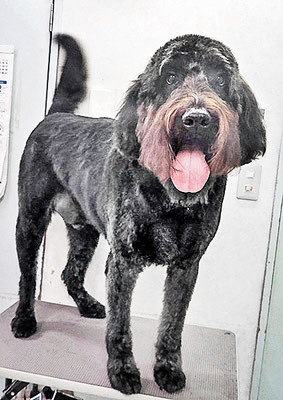 田代ロッティちゃん