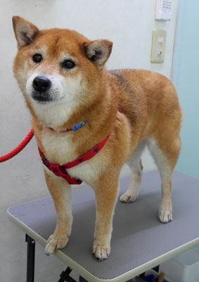 大井ジュンちゃん