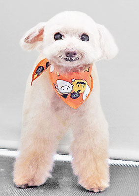 田淵コマロちゃん