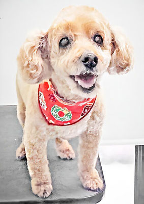 本田ゆめちゃん