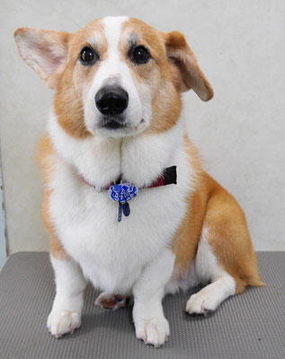 西方レオちゃん