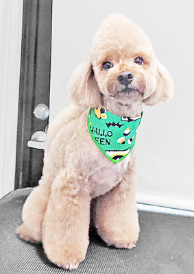 武田獅子丸ちゃん