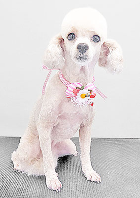 新留モコちゃん