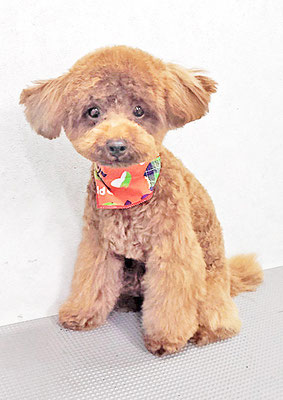 亀割ファドちゃん