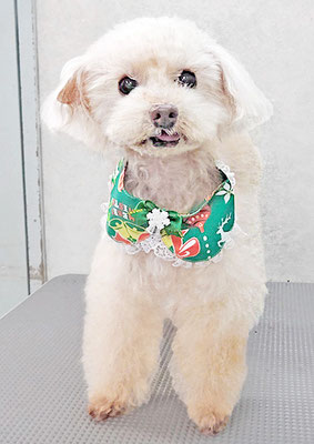 田淵コマロちゃん