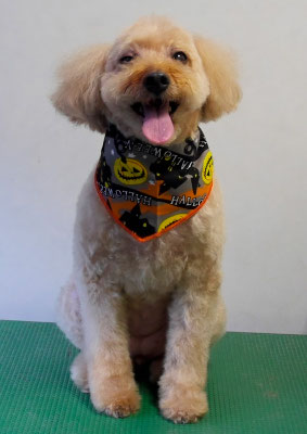 清藤チョコちゃん