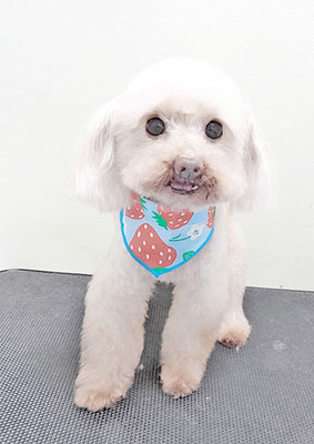 田淵コマロちゃん