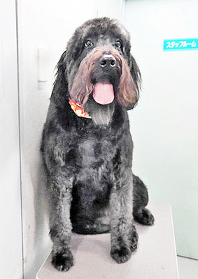 田代ロッティちゃん