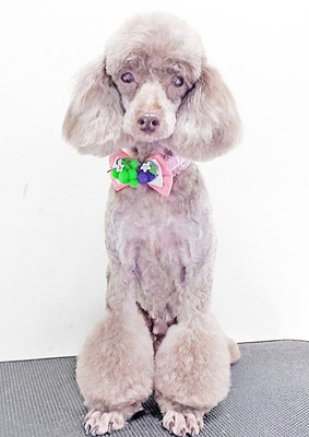 渡辺モップちゃん