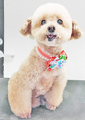 福田ダイアリーちゃん