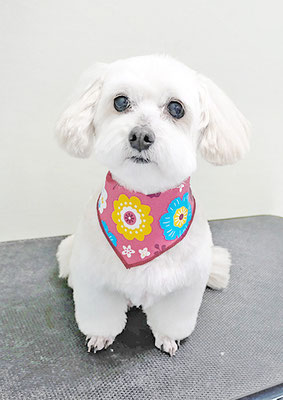 北田ミルクちゃん