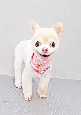 作島うみちゃん