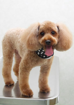 堂福ココちゃん