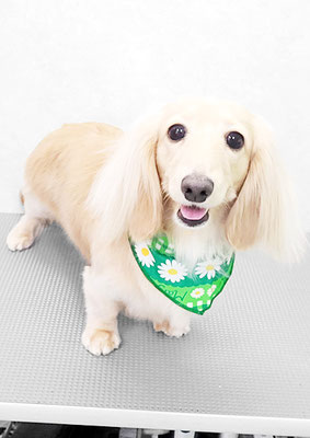 松村エルちゃん