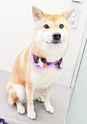 玖須ルビーちゃん