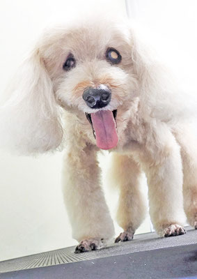 佐藤ナルトちゃん