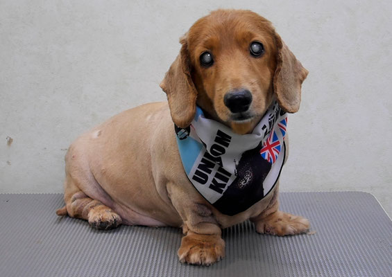 上野モンタちゃん