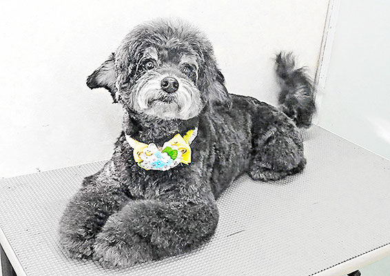 菅原クーちゃん