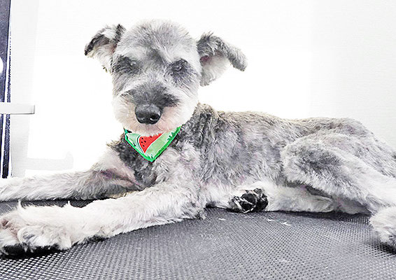 西野来斗ちゃん