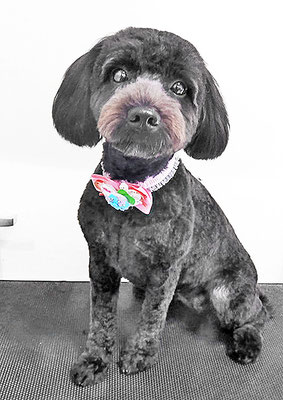 川元ポムちゃん