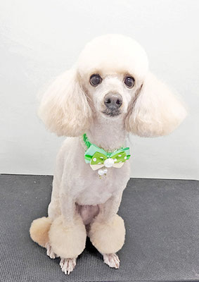 七村あんちゃん