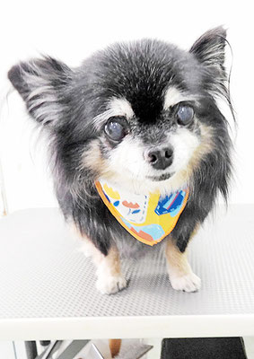 福留まろちゃん