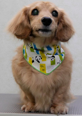 湯田ハヤテちゃん