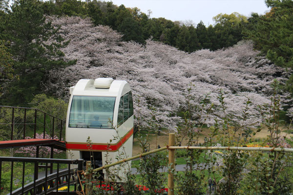 スロープカーとサクラ