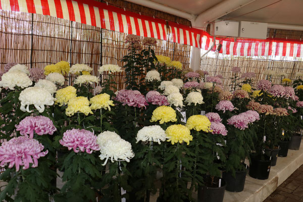 菊花展