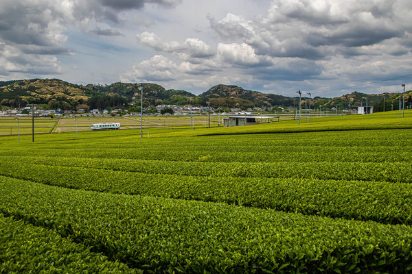 新緑の茶畑