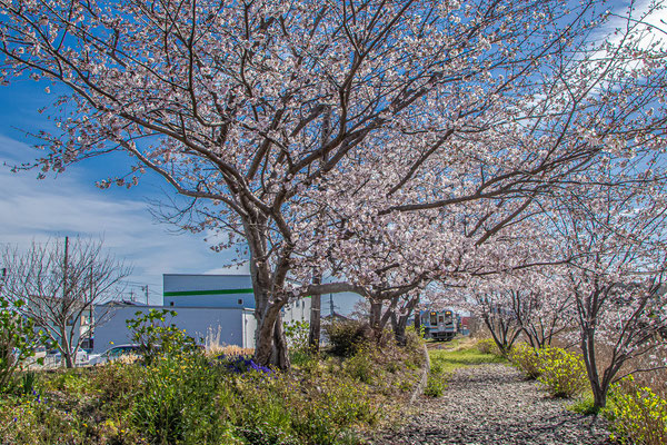 桜木駅(2)