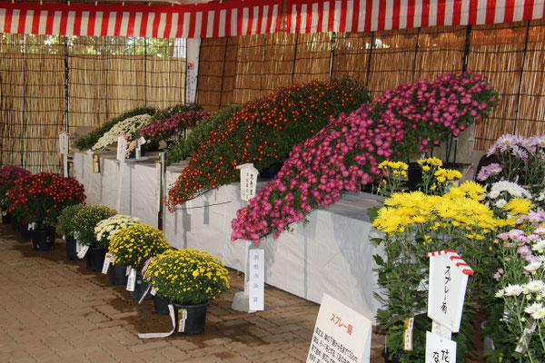 菊花展