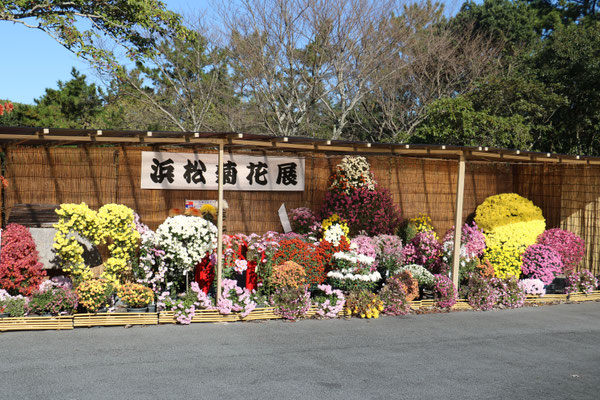 菊花展
