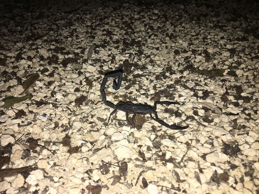 Scorpion at the Camping ground