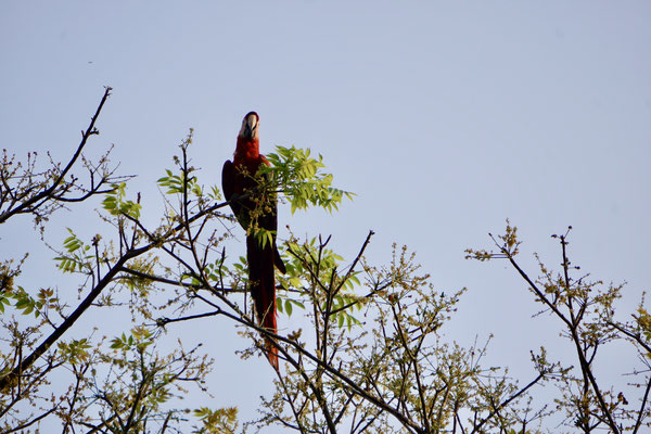 Parrot at Camping site