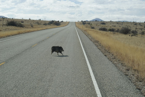 Wild Pig on the way