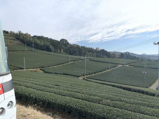 Yame, Tea Plantage