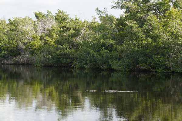 Florida Bay Alligator
