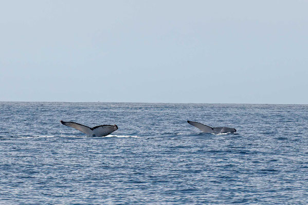 Il existe différentes populations de baleines à bosse, qu’il est possible de discerner grâce à une pigmentation unique au niveau de la queue et de la nageoire caudale.  
