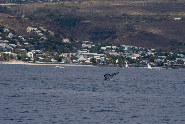 Dans les eaux de la réunion où elles resteront de juin à octobre, les baleines vont soit s'accoupler, soit mettre bas pour les femelles fécondées l'année précédente. Pendant tout ce temps, elles ne vont pas se nourrir, 