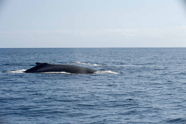 Les baleines à bosse adultes atteignent en général une longueur comprise entre 13 et 15 mètres, parfois jusqu'à 17 mètres et pèsent en moyenne 30 tonnes