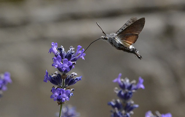 SPHINX COLIBRI  ou Moro-Sphinx