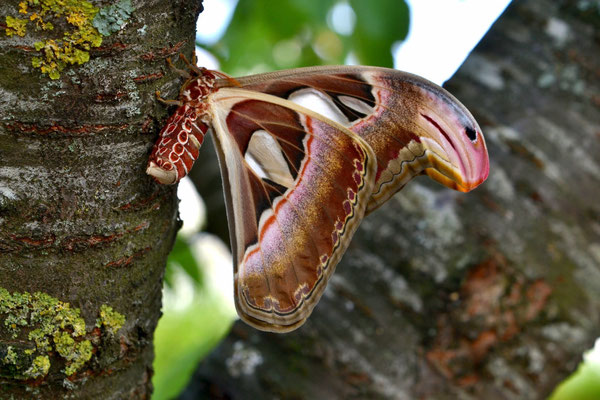 papillon attacus atlas plus grand papillon de nuit au monde