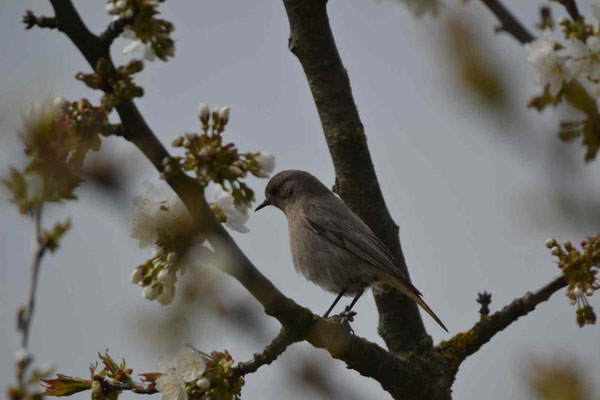 les oiseaux français migrent pour passer l'hiver en Espagne et en Afrique du Nord. Tandis que les oiseaux du Nord de l'Europe nichent pour certains en France.(femelle)