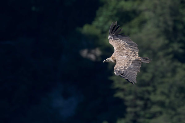 Le vautour fauve fréquente les paysages de moyenne montagne avec falaises et dénivelés importants Le vautour fauve est nécrophage strict, c'est à dire qu'il se nourrit exclusivement de cadavres Il apprécie les climats chauds et ensoleillés,