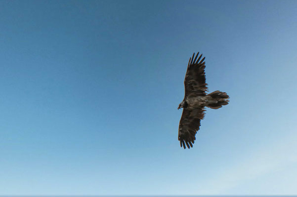 Le gypaète barbu est le plus grand vautour de la faune européenne. Ce rapace majestueux vit généralement en couple, rarement en solitaire. Il vit toute l'année en haute montagne Les 3/4 de la nourriture du gypaète sont constitués d'os et de ligaments.