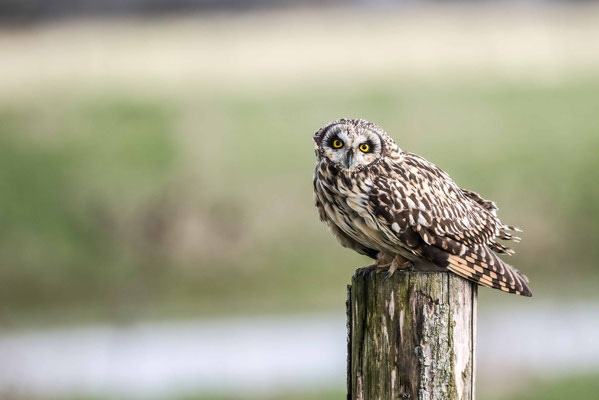 le hibou des marais  a une  répartition est quasiment mondiale. Répandu dans presque toute l'Europe, les individus migrateurs du Grand Nord vont hiverner dans les pays plus chauds l'hiver . En France, on ne compte que quelques centaines de couples, 