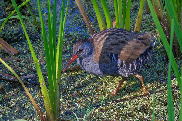 Le jour le râle d'eau vit caché dans les roseaux touffus des étangs, marais et rivières aux eaux peu profondes, bien qu'on puisse parfois l'apercevoir en limite de roselière. Il migre à l'automne vers le sud-ouest de l'Europe.