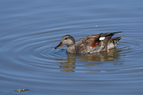 (mal) canard chipeau migre en hivers en europe occidentle