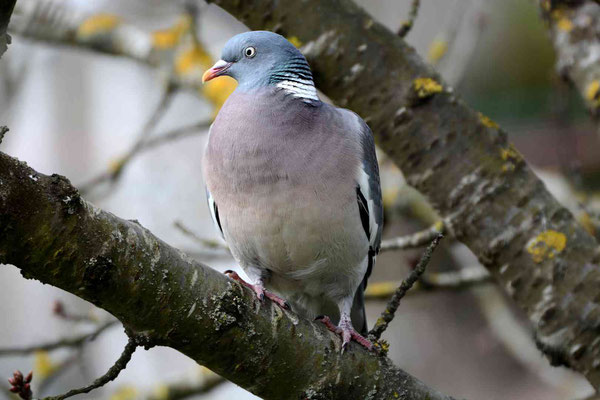 les populations du pigeon ramier  du nord et de l'est de l’Europe sont migratrices. Les populations migratrices franchissent les Pyrénées pour hiverner dans la péninsule Ibérique, 